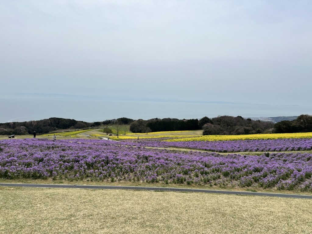 あわじ花さじきの菜の花畑
